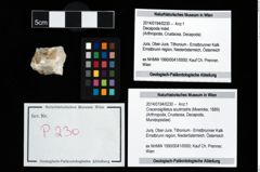 Foto (Objekt + Etikett) von Cracensigillatus acutirostris (Moericke, 1889)  (NHMW-GEO-2014-0194-0230)